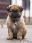 Harz Fox Puppy