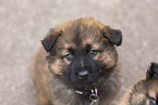 Harz Fox Puppy