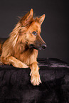 Harz Fox in studio