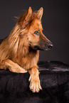 Harz Fox in studio