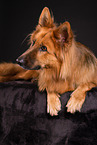 Harz Fox in studio