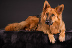 Harz Fox in studio