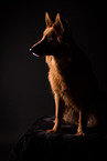Harz Fox in studio