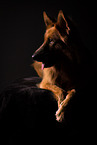 Harz Fox in studio