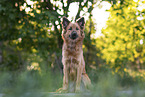 Harz Fox in summer