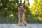 Harz Fox in summer