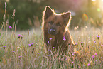 Harz Fox in summer