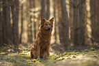 female Harz Fox