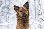 Harz Fox in winter