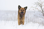 Harz Fox in winter