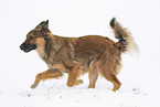 Harz Fox in winter