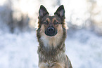 Harz Fox in winter