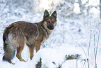 Harz Fox in winter