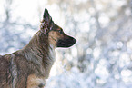 Harz Fox in winter