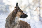 Harz Fox in winter