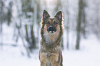 Harz Fox in winter