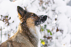 Harz Fox in winter