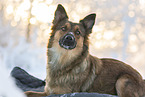 Harz Fox in winter