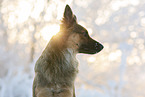 Harz Fox in winter