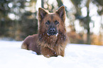 Harz Fox in winter