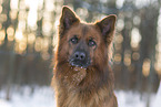 Harz Fox in winter