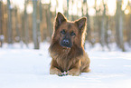 Harz Fox in winter