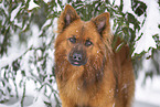 Harz Fox in winter