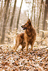 Harzer Fuchs in autumn