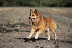 Harz Fox