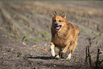 Harz Fox