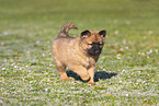 Harz Fox Puppy