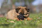 Harz Fox Puppy