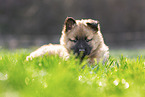 Harz Fox Puppy