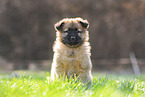 Harz Fox Puppy