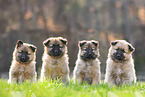 Harz Fox Puppies