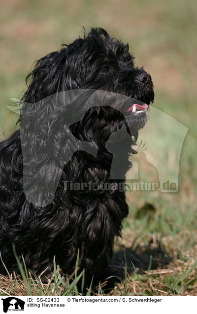 sitting Havanese / SS-02433