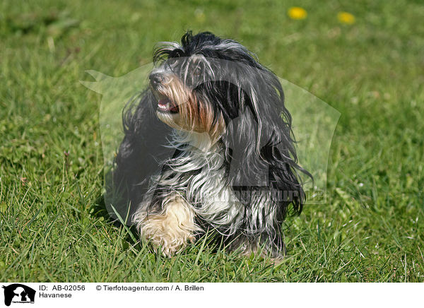 Havaneser / Havanese / AB-02056