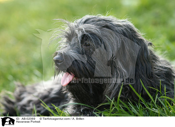 Havaneser Portrait / Havanese Portrait / AB-02069