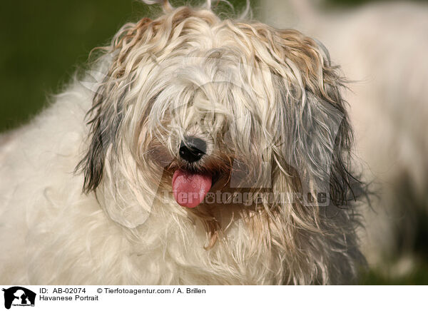 Havaneser Portrait / Havanese Portrait / AB-02074