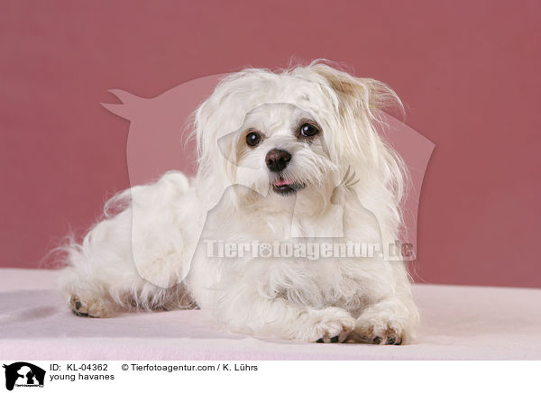 junger Havaneser / young havanes / KL-04362