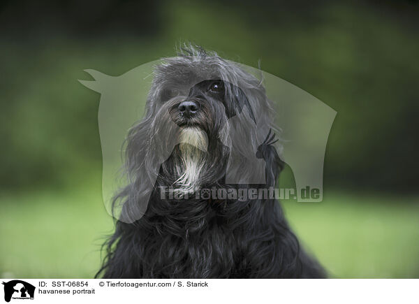 havanese portrait / SST-06854