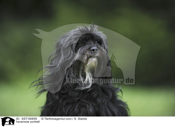 havanese portrait / SST-06856