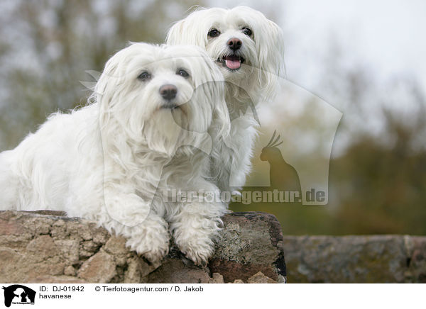 havanese / DJ-01942