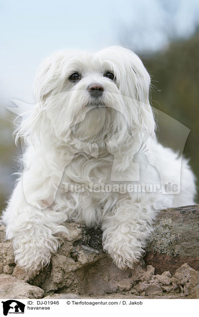 havanese / DJ-01946