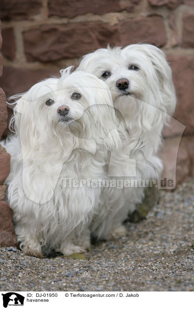 havanese / DJ-01950