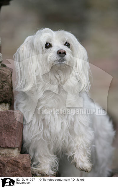 Havaneser / havanese / DJ-01957