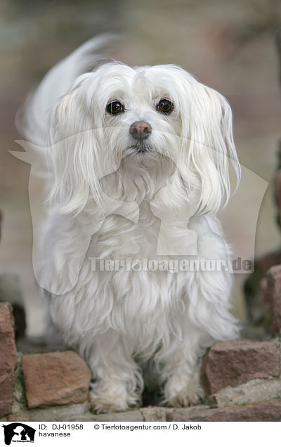havanese / DJ-01958