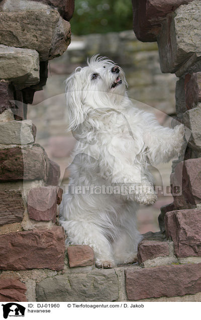 havanese / DJ-01960