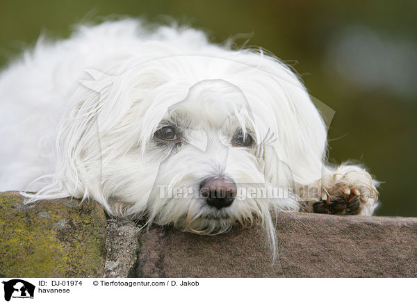 Havaneser / havanese / DJ-01974