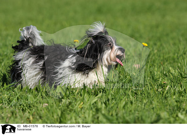 Havaneser / havanese / MB-01576